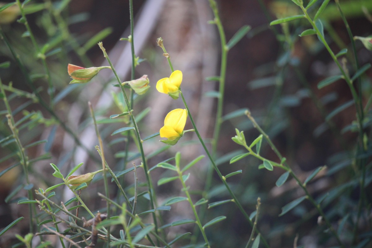 Crotalaria albida B.Heyne ex Roth